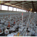 Automaitc Poultry Breeding Equipment pour la production de poulets